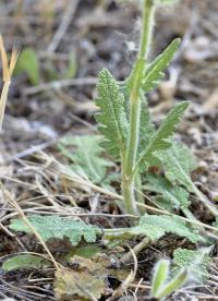 Salvia verbenaca subsp. verbenaca