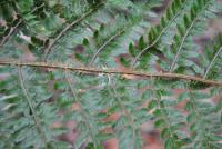 Polystichum setiferum