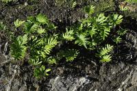 Polypodium cambricum subsp. cambricum