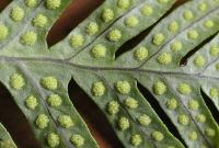 Polypodium cambricum subsp. cambricum