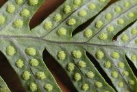 Polypodium cambricum subsp. cambricum