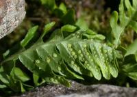 Polypodium vulgare