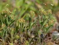 Plantago afra