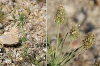 Plantago afra Plantago afra