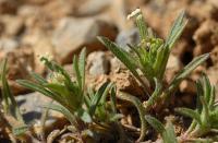 Plantago afra