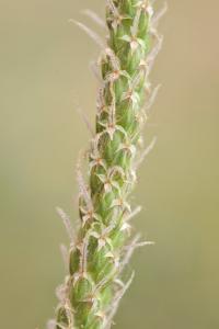 Plantago coronopus