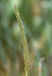 Plantago coronopus