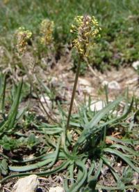 Plantago alpina Plantago alpina