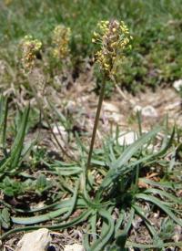 Plantago alpina