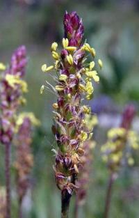 Plantago alpina