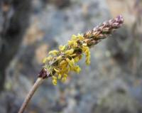 Plantago alpina