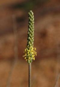 Plantago maritima