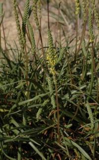 Plantago maritima