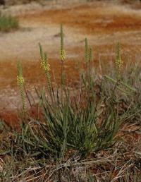 Plantago maritima