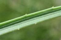 Plantago maritima