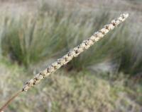 Plantago maritima