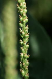 Plantago major subsp. intermedia