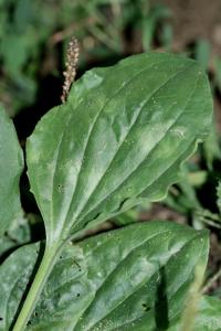 Plantago major subsp. intermedia