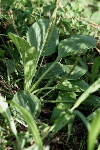 Plantago major subsp. intermedia