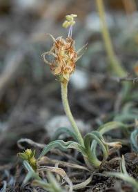 Plantago albicans