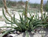 Plantago albicans