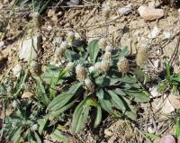 Plantago lagopus