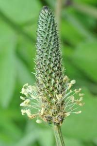 Plantago lanceolata