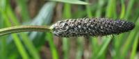 Plantago lanceolata