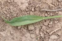 Plantago lanceolata