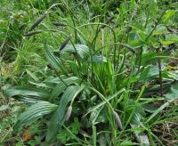 Plantago lanceolata