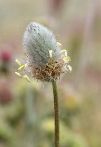 Plantago lagopus