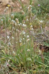 Plantago lagopus