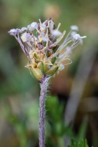 Plantago discolor