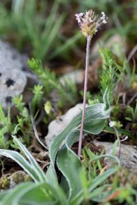 Plantago discolor