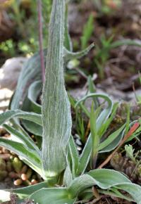 Plantago discolor