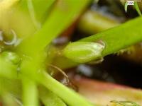 Littorella uniflora