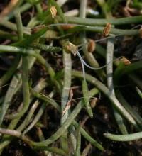 Littorella uniflora