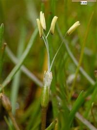 Littorella uniflora