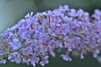 Buddleja davidii