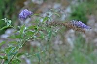 Buddleja davidii