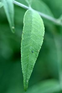 Buddleja davidii