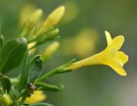 Jasminum fruticans