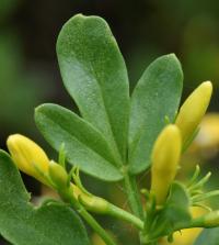 Jasminum fruticans