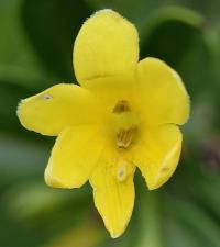 Jasminum fruticans