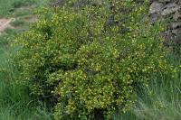 Jasminum fruticans