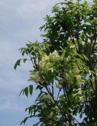 Fraxinus ornus