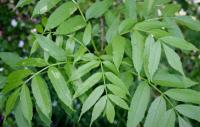 Fraxinus excelsior subsp. excelsior