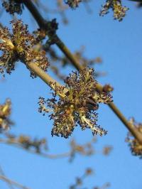 Fraxinus excelsior subsp. excelsior