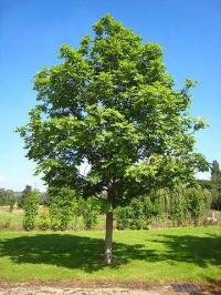 Fraxinus excelsior subsp. excelsior