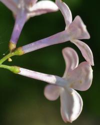 Syringa vulgaris